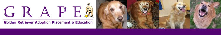 Philadelphia Dog Rescue Placement Adoption Golden Retreiver